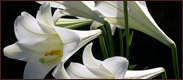 A picture of Lilies flowers.