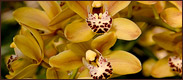 A picture of Orchids flowers.