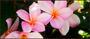 A picture of plumeria flowers.