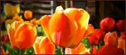 A picture of Tulips flowers.