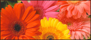 A picture of Daisy flowers.