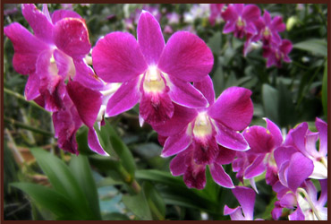 Link to flowers gallery page. The image is an orchad.