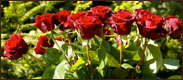 A picture of Roses.