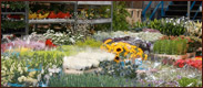Link to wholesale page. The image is a lot of flowers on racks.